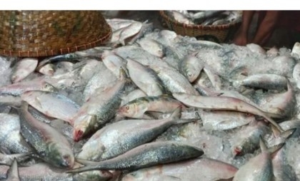 Hilsa fishing banned for 22 days from October 7