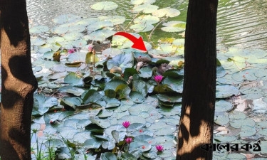 Dead body discovered behind Dhanmondi lake's lotus flower