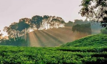 Tea Gardens of Bangladesh: Battling insufficient rain and scorching temperatures