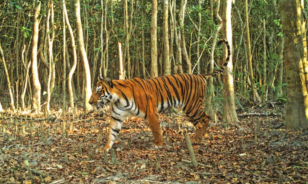 Bangladesh major hub for tiger poaching: study